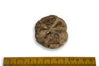 F 07070
<br/>
<br/>
<em></em>